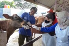 Petugas Disnakeswan Lamongan memeriksa sapi milik pedagang di pasar hewan Desa Bakalanpule, Kecamatan Tikung (Sapari/ tagarjatim.id)