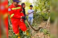 Petugas Damkar Lamongan Evakuasi Ular Sanca 3,5 Meter Beserta Puluhan Telurnya