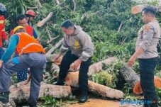 Pohon Tumbang Tutup Jalan di Paciran, Polisi Lakukan Evakuasi